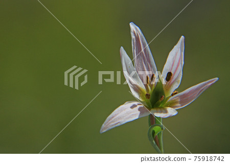 Hirohananoamana Hirohananoamana 75918742