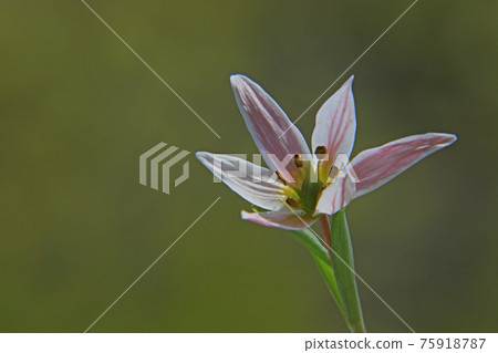 Hirohananoamana Hirohananoamana 75918787