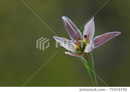 Hirohananoamana Hirohananoamana 75918788