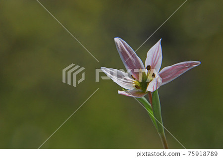 Hirohananoamana Hirohananoamana 75918789
