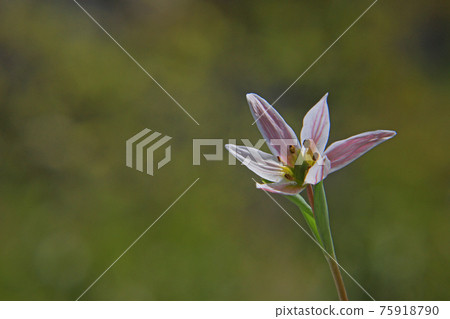 Hirohananoamana Hirohananoamana 75918790
