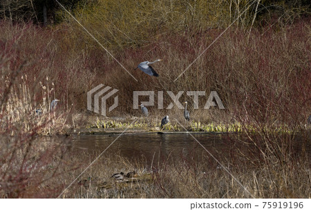 great blue heron great blue heron 75919196