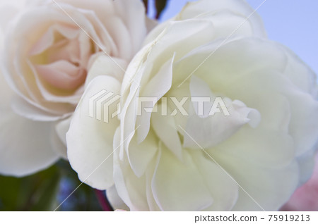 White roses are in bloom in the rose garden. The name of this rose is Iceberg (Schnewigen). 75919213