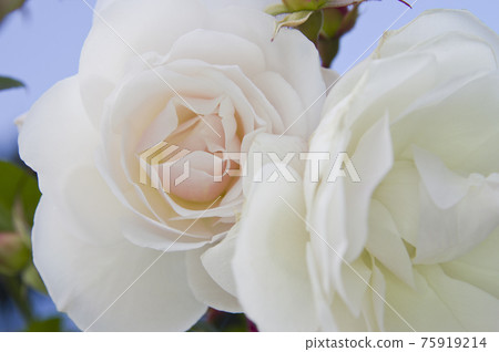White roses are in bloom in the rose garden. The name of this rose is Iceberg (Schnewigen). 75919214