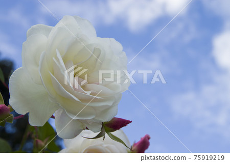 White roses are in bloom in the rose garden. The name of this rose is Iceberg (Schnewigen). 75919219