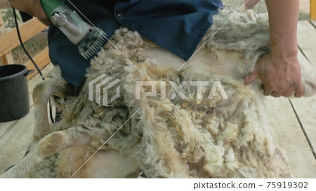 Men shearer shearing sheep at agricultural show in competition. Electric professional sheep manual hair clipper sheep cutting shearing machine. Men shearer shearing sheep at agricultural show in competition. Electric professional sheep manual hair clipper sheep cutting shearing machine. 75919302