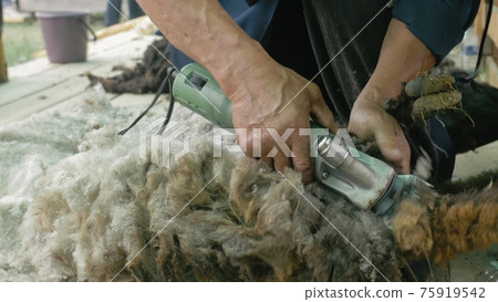 Men shearer shearing sheep at agricultural show in competition. Electric professional sheep manual hair clipper sheep cutting shearing machine. 75919542