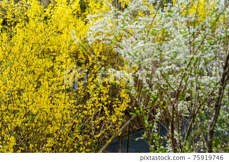 Yukiyanagi and Forsythia 75919746
