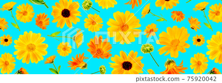 Pattern of orange flowers of calendula on blue background, as a backdrop or texture. Spring, summer wallpaper for your design. Top view Flat lay Banner Pattern of orange flowers of calendula on blue background, as a backdrop or texture. Spring, summer wallpaper for your design. Top view Flat lay Banner 75920042