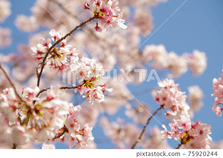 Cherry blossom 031 75920244