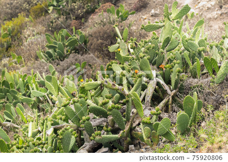 Large cacti with fruits on the island of Tenerife.Canary Islands, Spain Large cacti with fruits on the island of Tenerife.Canary Islands, Spain 75920806