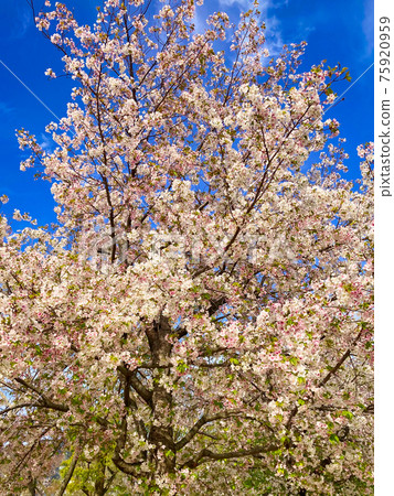 Cherry Blossoms	 75920959