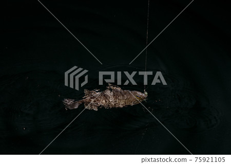 釣魚之夜梅弗林 釣魚之夜梅弗林 75921105