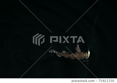 釣魚之夜梅弗林 釣魚之夜梅弗林 75921150