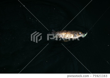 釣魚之夜梅弗林 釣魚之夜梅弗林 75921163