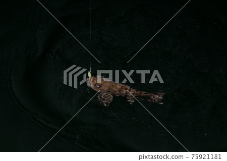 釣魚之夜梅弗林 釣魚之夜梅弗林 75921181