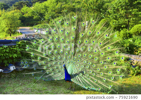 孔雀美麗的翅膀，威嚴雄偉 75921690