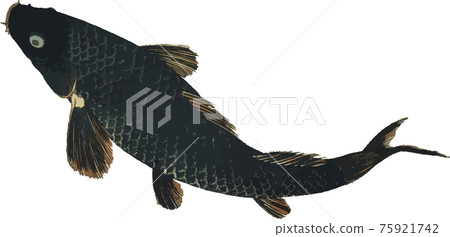 Swimming carp Swimming carp 75921742