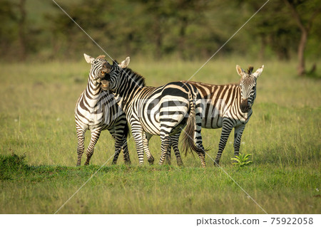 Two plains zebra play fight near foal Two plains zebra play fight near foal 75922058