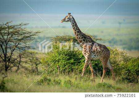 Masai giraffe walks past bushes in sunshine 75922101