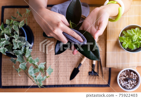 Hand woman using cloth wipe dust off leaves,Clean the leaves of houseplants,Plant Grooming 75922403
