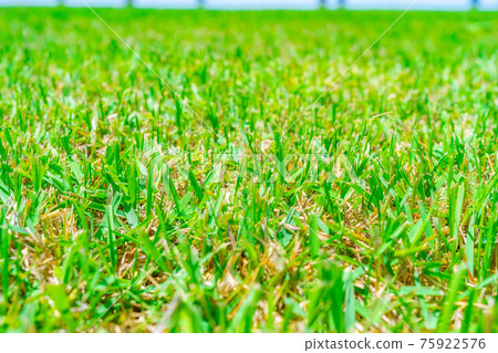 [Fresh green image] Aichi Ranch's trimmed lawn [Aichi Prefecture] 75922576
