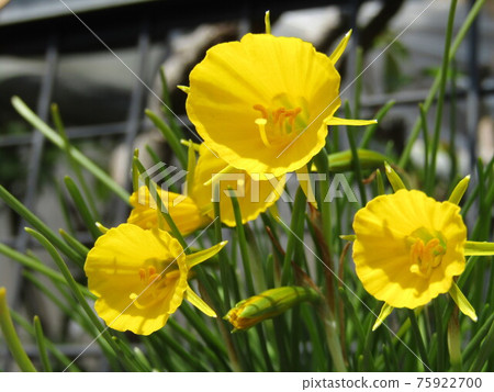 花卉植物 75922700