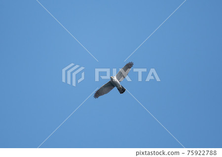 Goshawks migrating in spring 75922788