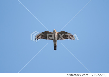 Spring, high hawk crossing Naruto Channel 75922790