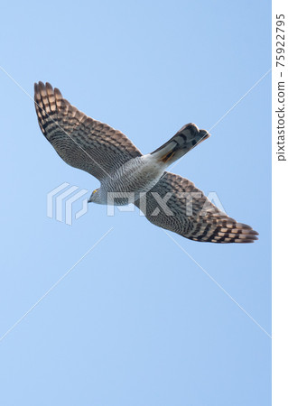 Sparrowhawk crossing the Korean Peninsula in spring 75922795