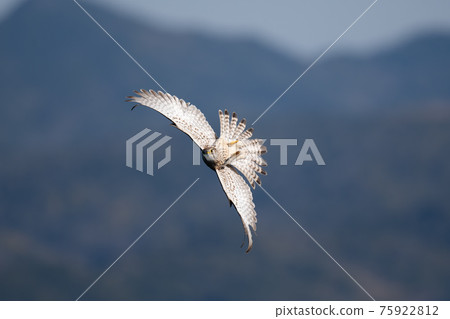 Kestrel in an acrobatic pose 75922812