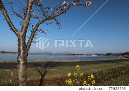 從霞浦湖畔眺望春天的茨城、筑波山 從霞浦湖畔眺望春天的茨城、筑波山 75922893