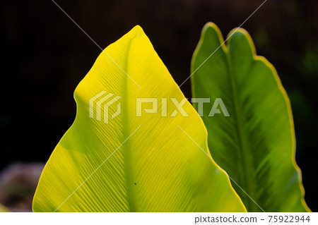 Closeup of green leaf on blurred background in garden at morning sunlight 75922944