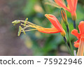 Eucrosia bicolor red flowers in the nature background 75922946