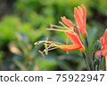 Eucrosia bicolor red flowers in the nature background 75922947