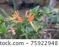 Eucrosia bicolor red flowers in the nature background 75922948