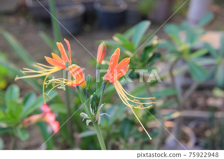 Eucrosia bicolor red flowers in the nature background Eucrosia bicolor red flowers in the nature background 75922948