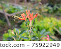 Eucrosia bicolor red flowers in the nature background 75922949