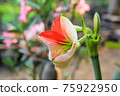 Hippeastrum johnsonii Bury beautiful flower in garden 75922950