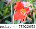 Hippeastrum johnsonii Bury beautiful flower in garden 75922952