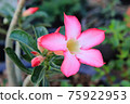 Desert Rose or Impala Lily flower in the garden 75922953