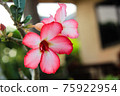 Desert Rose or Impala Lily flower in the garden 75922954