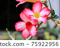 Desert Rose or Impala Lily flower in the garden 75922956