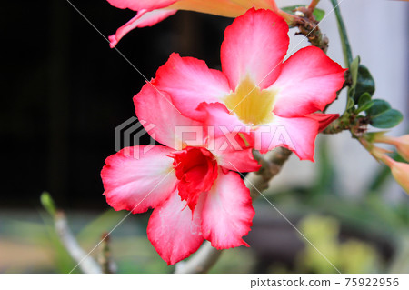 Desert Rose or Impala Lily flower in the garden 75922956