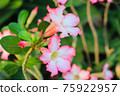 Desert Rose or Impala Lily flower in the garden 75922957