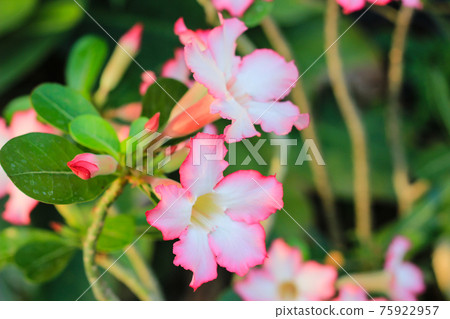 Desert Rose or Impala Lily flower in the garden 75922957
