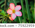 Desert Rose or Impala Lily flower in the garden 75922959