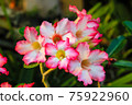 Desert Rose or Impala Lily flower in the garden 75922960