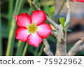 Desert Rose or Impala Lily flower in the garden 75922962