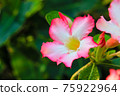 Desert Rose or Impala Lily flower in the garden 75922964
